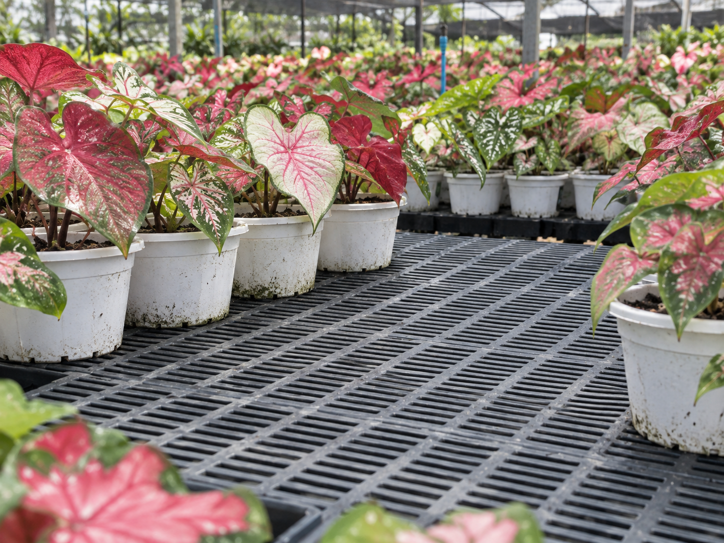 Greenhouse application for the Plant Rack System